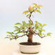 Bonsai im Freien - Pseudocydonia sinensis - Chinesische Quitte - 3/6