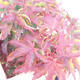 Outdoor-Bonsai - Acer palmatum Shishigashira - 3/3