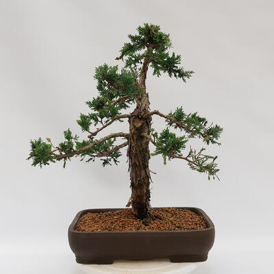Outdoor-Bonsai - Juniperus chinensis Kishu - Chinesischer Wacholder - 3