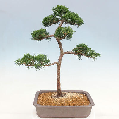 Outdoor-Bonsai - Juniperus chinensis Kishu - Chinesischer Wacholder - 3