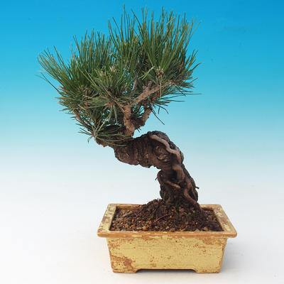 Im Freien Bonsai-Pinus Thunbergii - Thunberg-Kiefer - 3