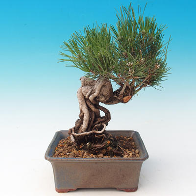 Im Freien Bonsai-Pinus Thunbergii - Thunberg-Kiefer - 3
