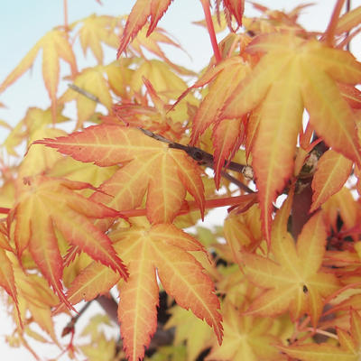 Outdoor-Bonsai - dlanitolistý orange Ahorn - Acer palmatum Katsura - 3