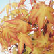 Outdoor-Bonsai - dlanitolistý orange Ahorn - Acer palmatum Katsura - 3/3