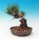 Im Freien Bonsai-Pinus Thunbergii - Thunberg-Kiefer - 3/3