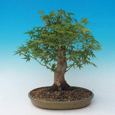 Bonsai im Freien - Acer palmatum - Afrikanischer Ahorn - 3