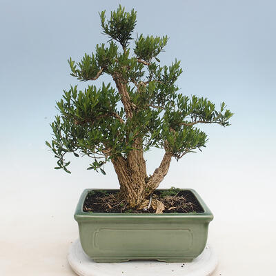 Indoor Bonsai - Buxus harlandii - Kork Buchsbaum - 3