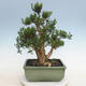 Indoor Bonsai - Buxus harlandii - Kork Buchsbaum - 3/6