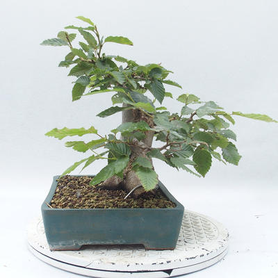 Bonsai im Freien - Carpinus betulus - Hainbuche - 3