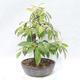 Bonsai im Freien - Pseudocydonia sinensis - Chinesische Quitte - 3/5