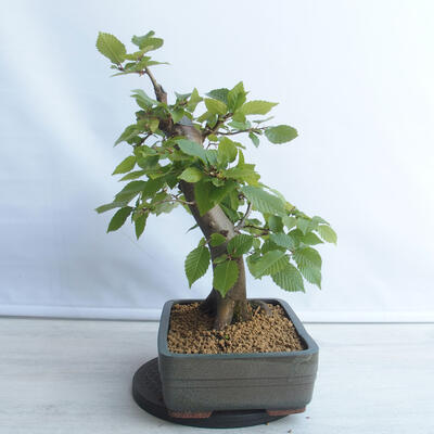 Bonsai im Freien - Hainbuche - Carpinus betulus - 3
