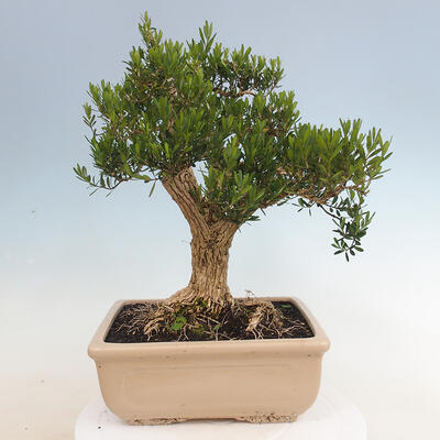 Innenbonsai - Buxus harlandii - Korkbuchsbaum - 3