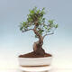 Zimmerbonsai - Ficus kimmen - kleinblättriger Ficus - 3/4