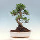 Zimmerbonsai - Ficus kimmen - kleinblättriger Ficus - 3/4