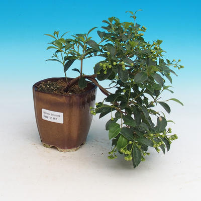 Zimmer Bonsai - Australian Kirsche - Eugenia uniflora - 3