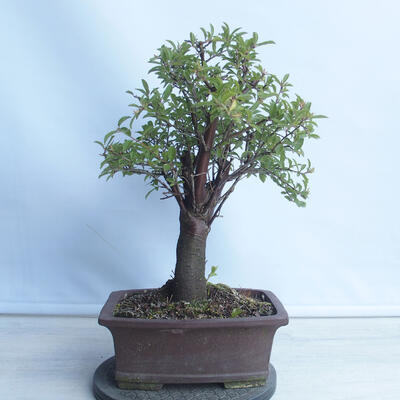 Bonsai im Freien - Mahalebka - Prunus mahaleb - 3