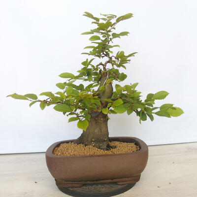 Bonsai im Freien - Hainbuche - Carpinus betulus - 3