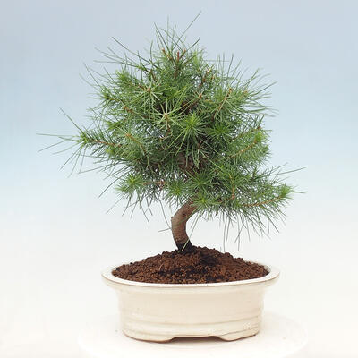 Indoor Bonsai-Pinus halepensis - 3