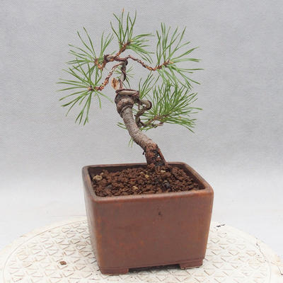 Bonsai im Freien - Pinus sylvestris - Waldkiefer - 3