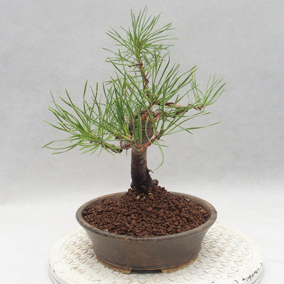 Bonsai im Freien - Pinus sylvestris - Waldkiefer - 3