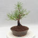 Bonsai im Freien - Pinus sylvestris - Waldkiefer - 3/5