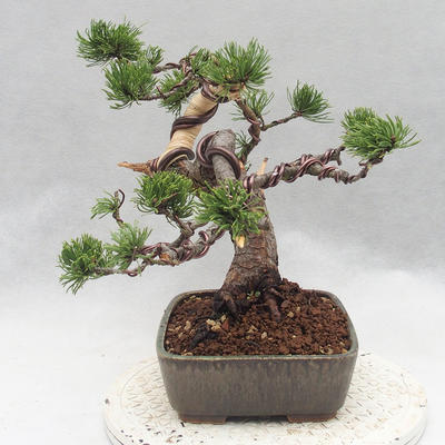 Bonsai im Freien - Pinus Mugo - kniende Kiefer - 3