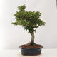 Bonsai im Freien - Acer palmatum Shishigashira - 3/5