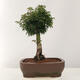 Bonsai im Freien - Acer palmatum Shishigashira - 3/5
