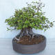 Bonsai im Freien Carpinus betulus-Hornbeam VB2020-487 - 3/5