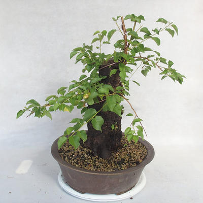 Outdoor Bonsai -Mahalebka - Prunus Mahaleb - 3