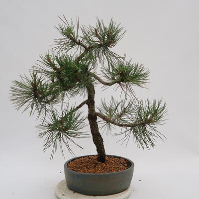Bonsai im Freien - Pinus Nigra - Schwarzkiefer - 3