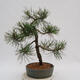 Bonsai im Freien - Pinus Nigra - Schwarzkiefer - 3/4