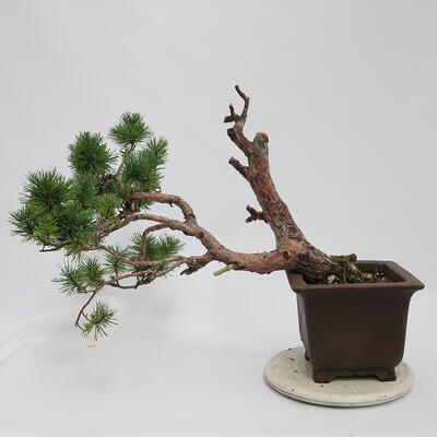 Bonsai im Freien - Pinus sylvestris Watereri - Waldkiefer - 3