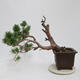 Bonsai im Freien - Pinus sylvestris Watereri - Waldkiefer - 3/5