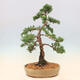 Outdoor-Bonsai - Juniperus chinensis Kishu - Chinesischer Wacholder - 3/5
