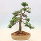 Outdoor-Bonsai - Juniperus chinensis Kishu - Chinesischer Wacholder - 3/5