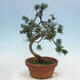 Bonsai im Freien - Pinus parviflora - kleine Kiefer - 3/4