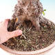Bonsai im Freien - Sticky Fledermäuse - Alnus glutinosa - 3/3