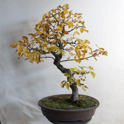 Bonsai im Freien - asiatischer Ahorn - Acer negundo - 3