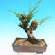 Yamadori Juniperus chinensis - Wacholder - 3/6
