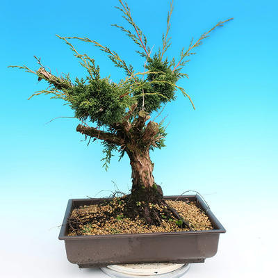 Yamadori Juniperus chinensis - Wacholder - 3