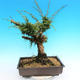 Yamadori Juniperus chinensis - Wacholder - 3/5