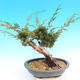 Yamadori Juniperus chinensis - Wacholder - 3/5