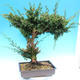 Yamadori Juniperus chinensis - Wacholder - 3/6