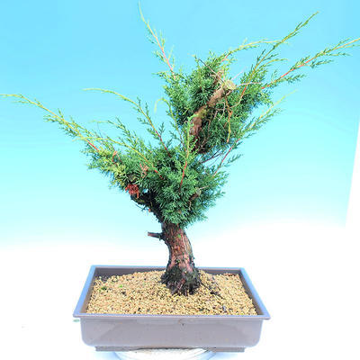 Yamadori Juniperus chinensis - Wacholder - 3