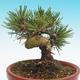 Pinus thunbergii - Thunbergova Kiefer - 3/4