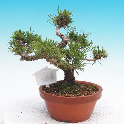 Pinus thunbergii - Thunbergova Kiefer - 3