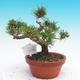 Pinus thunbergii - Thunbergova Kiefer - 3/4