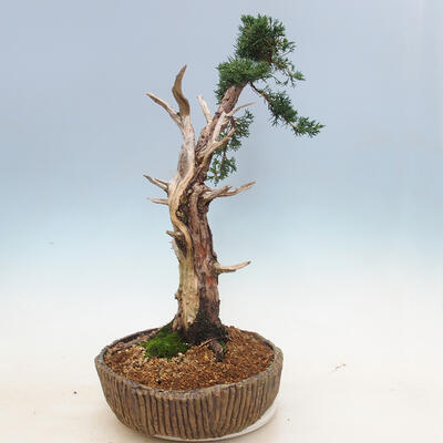 Bonsai im Freien - Juniperus chinensis - chinesischer Wacholder - 3