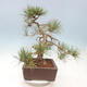 Bonsai im Freien - Pinus sylvestris Watereri - Waldkiefer - 3/4